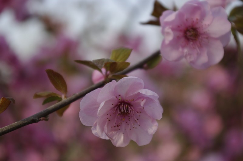 淘花是什么意思