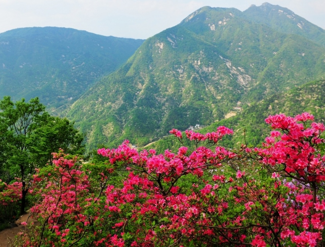 映山红简谱