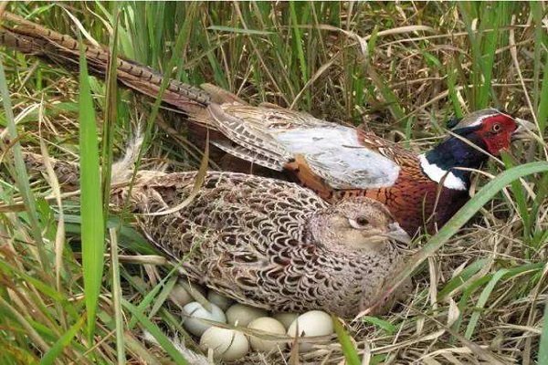 俗语“家鸡打得团团转，野鸡打得满天飞”，是什么意思？