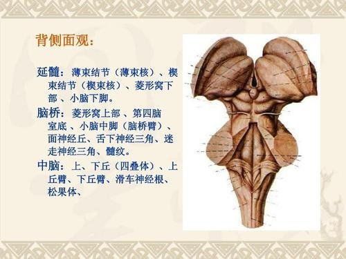 什么是菱形窝?窝内有哪些重要特征?髓纹是怎样形成的