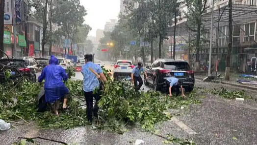 大风突袭沈阳，倒了近300棵树，给当地造成了哪些影响以及损失？