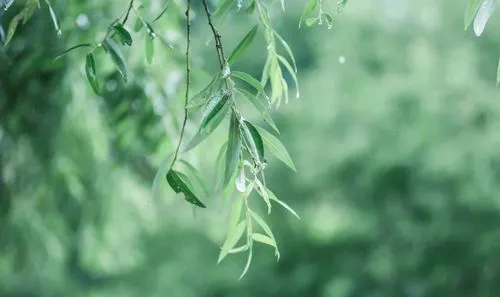 雨水节气有什么含义？雨水节气的到来意味着什么？