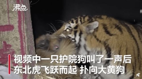 野生东北虎猎食飞扑咬住护院大狗，野生东北虎的战斗力有多强大？