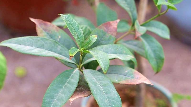 盆栽桂花树种植技术