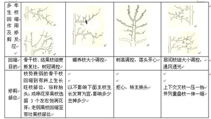 梨树修剪的常用几种方法