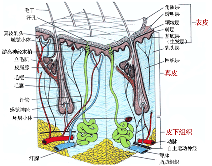 哺乳期可以使用护肤品吗