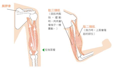 手臂上的肌肉叫什么