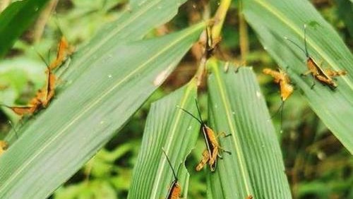 云南千亩竹林遭竹蝗啃食，竹蝗会对人类造成伤害吗？