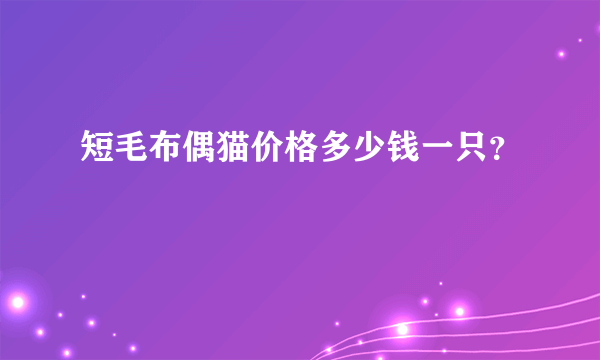 短毛布偶猫价格多少钱一只？