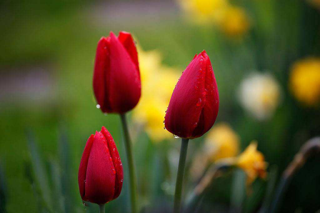 郁金香花是哪个国家的花