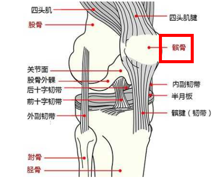 髌骨在哪个位置示意图