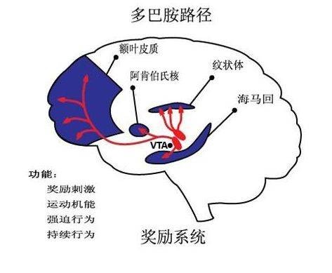 内啡肽和多巴胺的区别是什么？