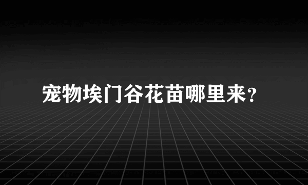 宠物埃门谷花苗哪里来？