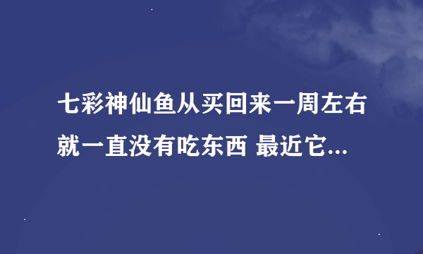 七彩神仙鱼从买回来一周左右就一直没有吃东西 最近它们身上长像烟灰一样的东西看起来脏的 目前浴缸的温