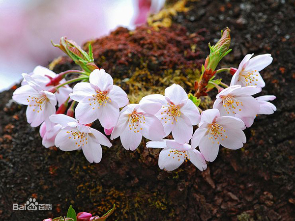 樱花的样子(形状、大小、颜色、姿态、气味)？