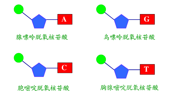 核苷酸的结构简式是什么？