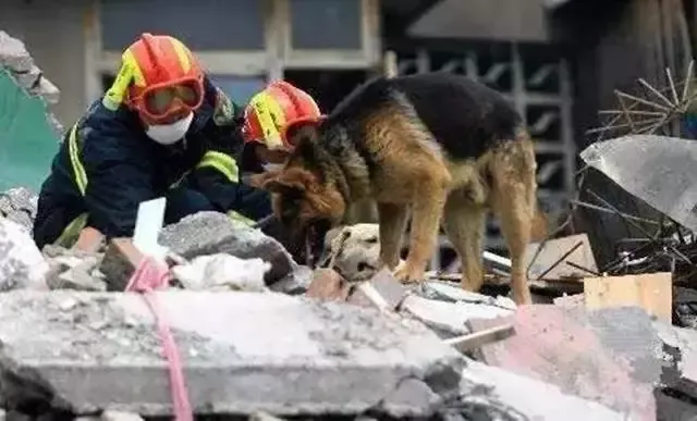 汶川地震67只搜救犬全部离世！无言英雄是否更值得我们敬佩？