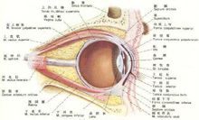 眼科疾病有哪些