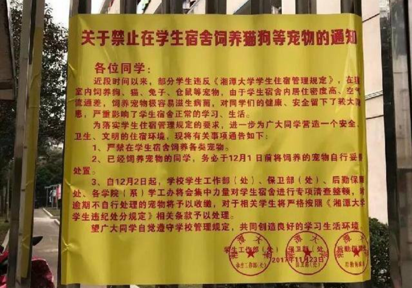 女大学生在校园遭成群流浪狗撕咬，为何会无故被流浪狗咬？