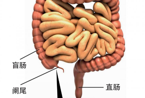 阑尾在人体的左侧还是右侧？