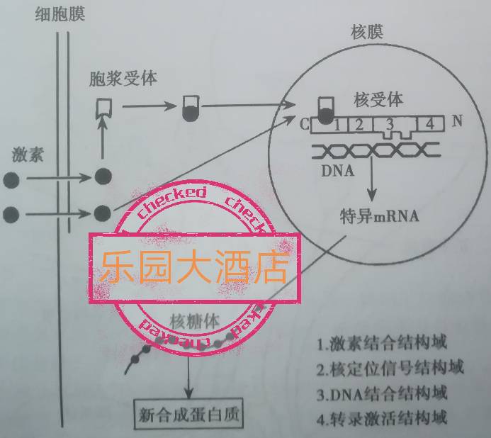 类固醇激素的作用原理