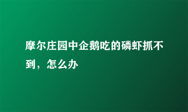 摩尔庄园中企鹅吃的磷虾抓不到，怎么办