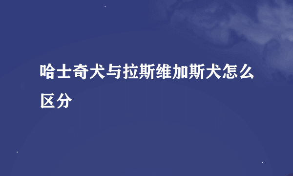 哈士奇犬与拉斯维加斯犬怎么区分