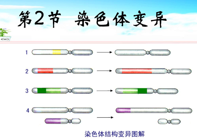 染色体变异中含有几种不同类型，分别是哪些