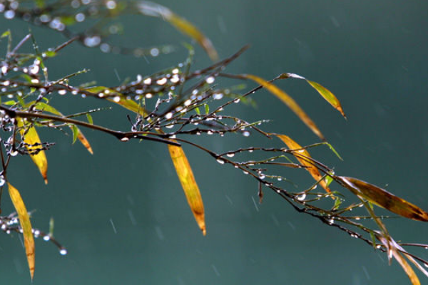 求几张真实的下雨图片。