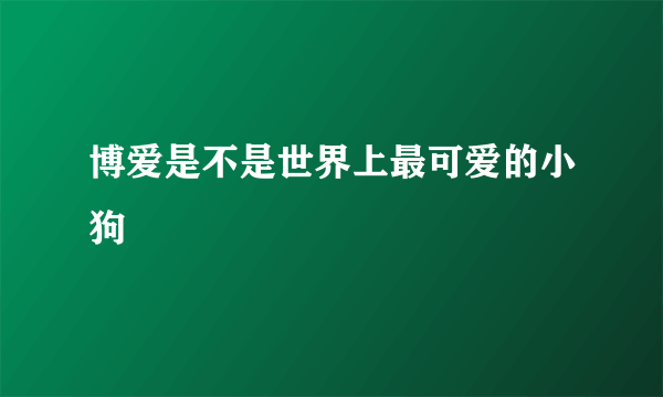 博爱是不是世界上最可爱的小狗