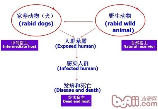 狂犬病如何防范？？？