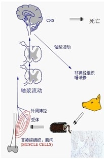 狂犬病如何防范？？？