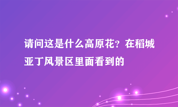 请问这是什么高原花？在稻城亚丁风景区里面看到的