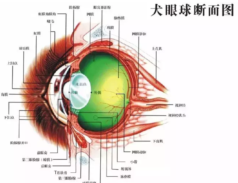 比熊近视吗