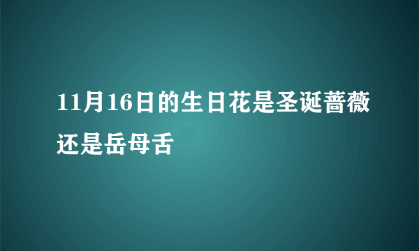 11月16日的生日花是圣诞蔷薇还是岳母舌