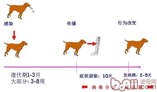 狂犬病如何防范？？？