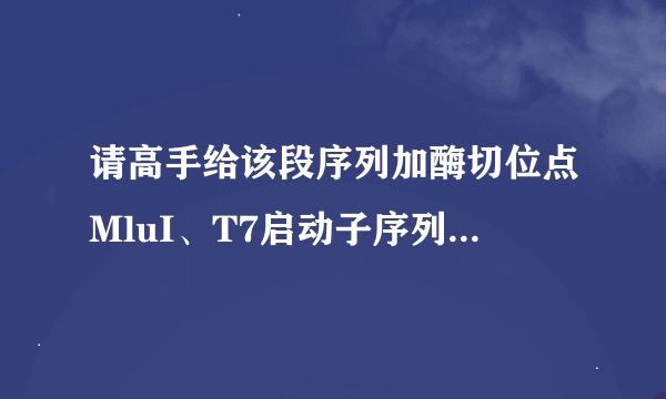 请高手给该段序列加酶切位点MluI、T7启动子序列和上游引物（方向：5‘-MluI-T7-…3’)！！！