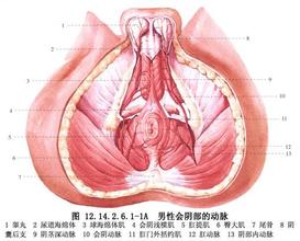 肛门外括约肌的介绍