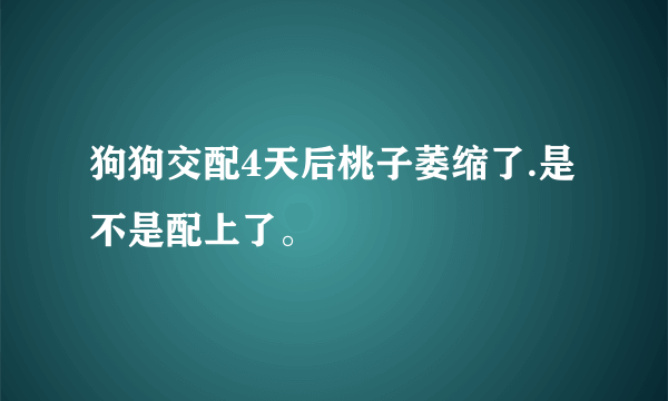 狗狗交配4天后桃子萎缩了.是不是配上了。