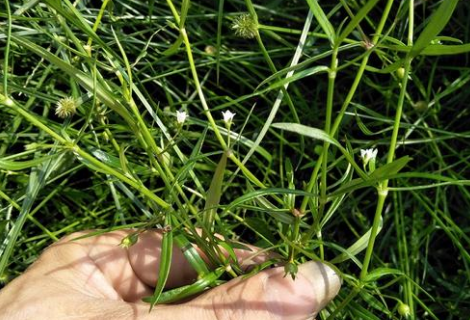 百花蛇舌草有什么功效？