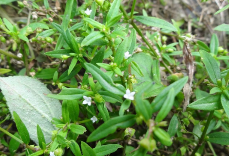 百花蛇舌草有什么功效？