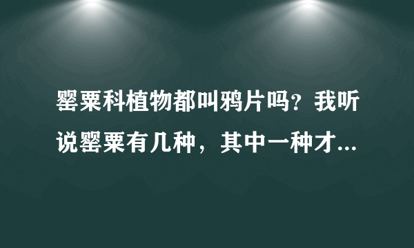 罂粟科植物都叫鸦片吗？我听说罂粟有几种，其中一种才是俗称的鸦片，是这样的吗？请详细解答一下。