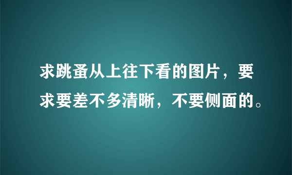 求跳蚤从上往下看的图片，要求要差不多清晰，不要侧面的。