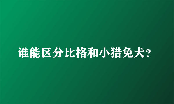 谁能区分比格和小猎兔犬？