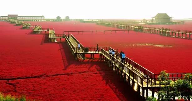 盘锦红海滩景区什么时候去最好？