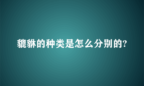 貔貅的种类是怎么分别的?