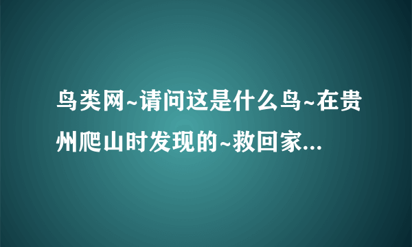 鸟类网~请问这是什么鸟~在贵州爬山时发现的~救回家来养了~要如何饲养啊？是不是一只雏鸟啊？