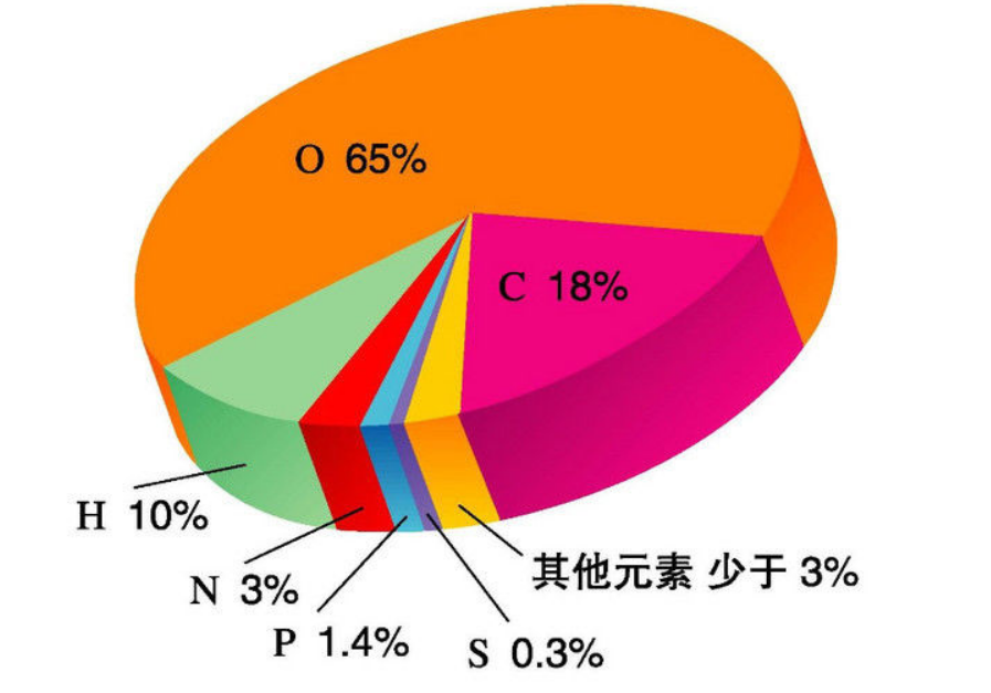 人体中含量最多金属元素是什么